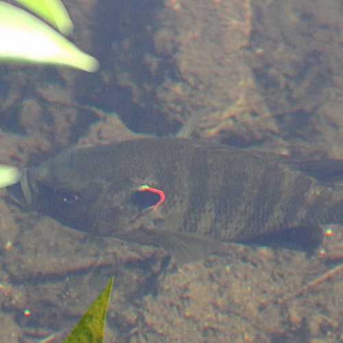 List of Fish Species in Logan Martin Lake 2024 [Updated] - Pond Informer
