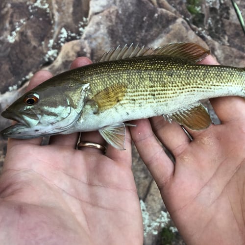 List of Fish Species in Logan Martin Lake 2024 [Updated] - Pond Informer