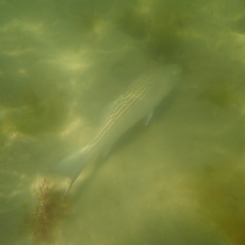 Striped bass underwater