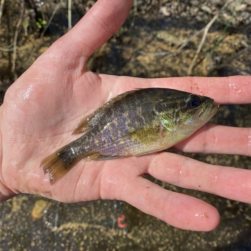 Warmouth fish in hand