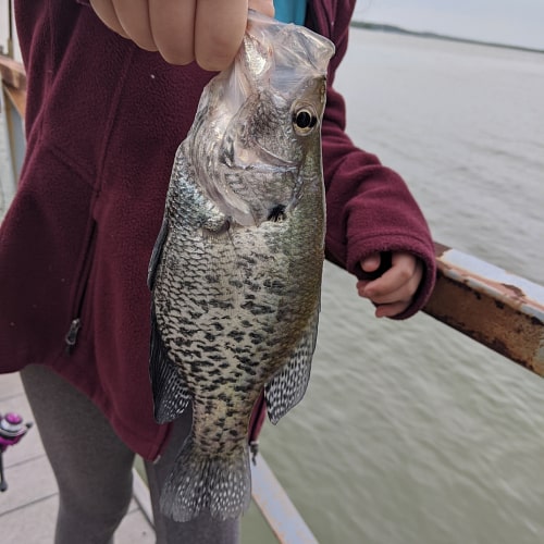 Girl holding white crappie