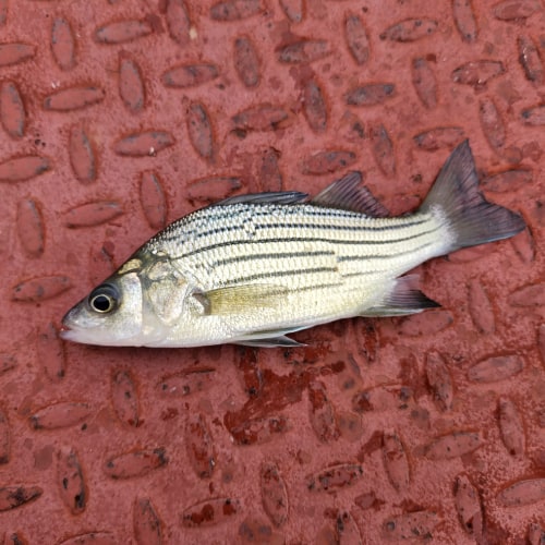 Yellow bass