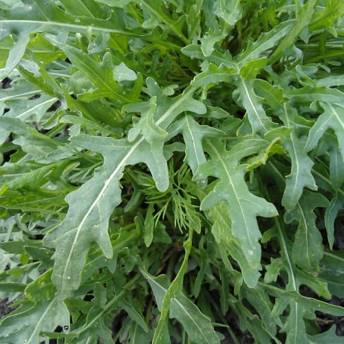 Arugula