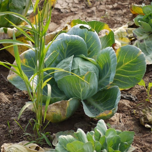 Cabbage
