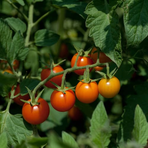 Cherry tomatoes