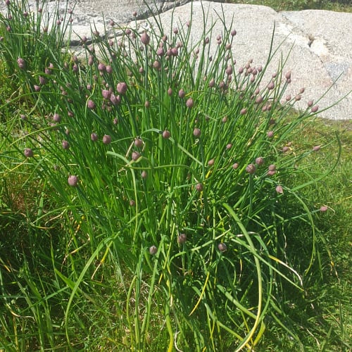 Chives