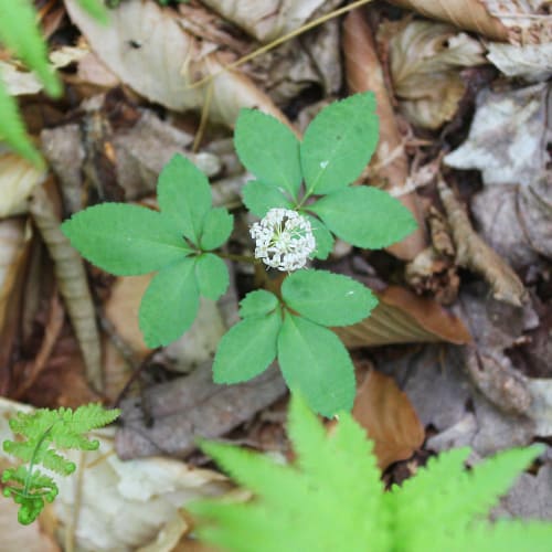 Dwarf ginseng