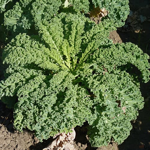 Kale