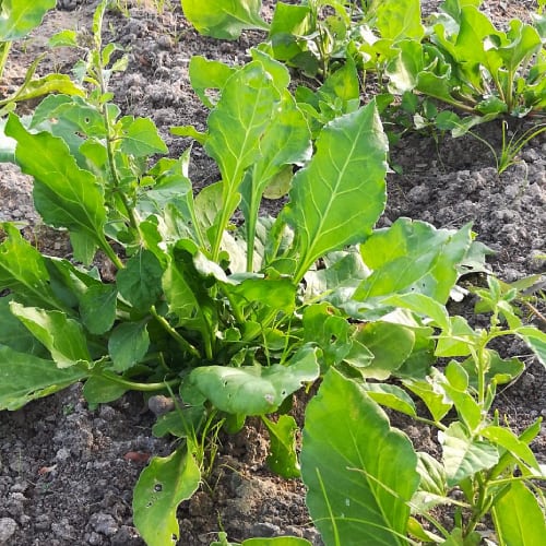 Spinach