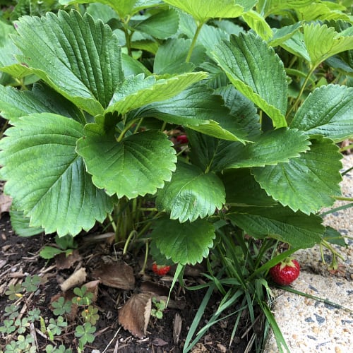 Strawberries