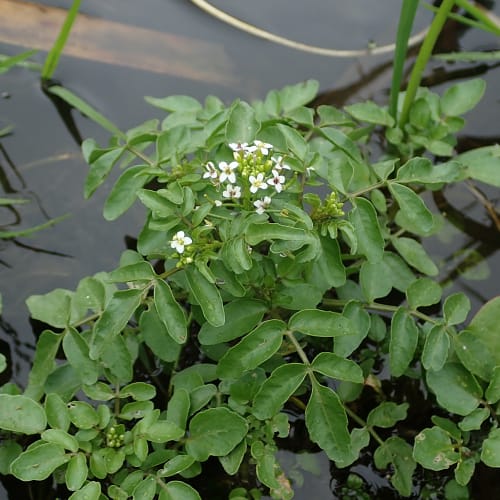 Watercress