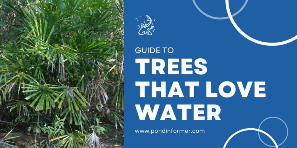 12 Water Loving Trees 2023 [Trees that Soak Up Water] Pond Informer