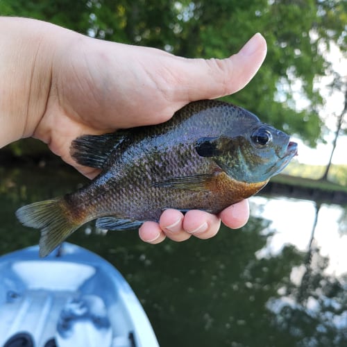 Bluegill in hand