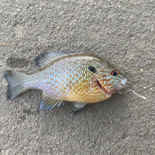 Longear sunfish