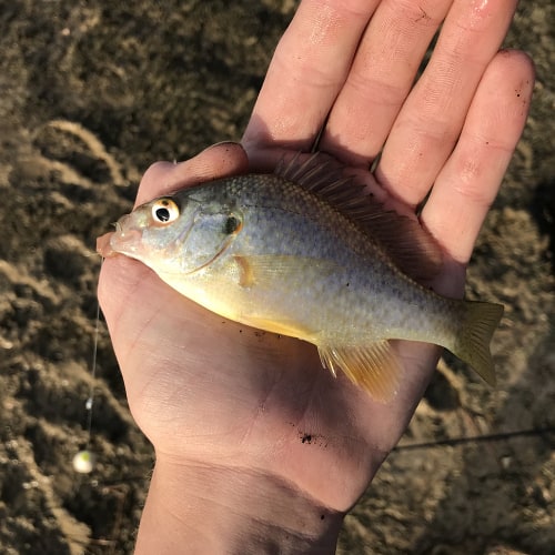 Redear sunfish