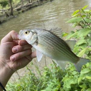 List of Fish Species in Wheeler Lake 2023 [Updated] - Pond Informer