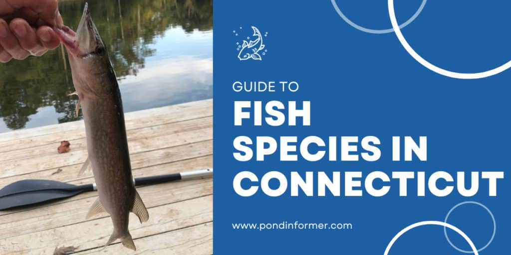 List of Freshwater Fish Species in Connecticut 2023 (ID + Pictures) Pond Informer