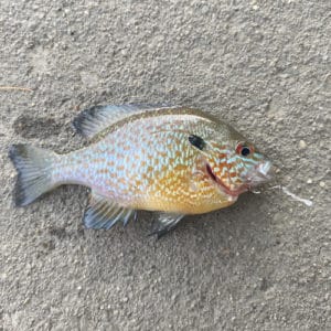 List of Fish Species in Lake Harding 2023 [Updated] - Pond Informer