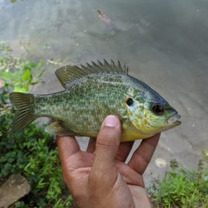 List of Fish Species in Lake Harding 2023 [Updated] - Pond Informer
