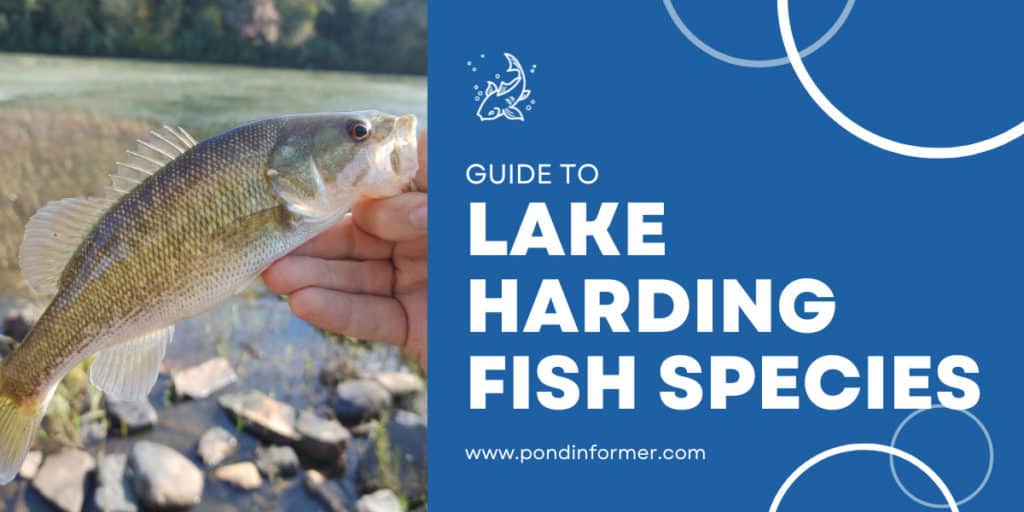 List of Fish Species in Lake Harding 2023 [Updated] Pond Informer