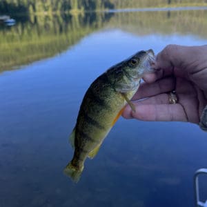 List of Fish Species in Lake Harding 2023 [Updated] - Pond Informer