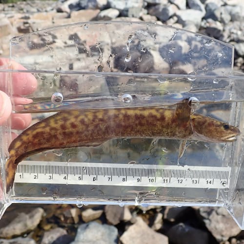 Burbot