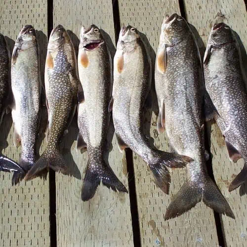 Lake trout