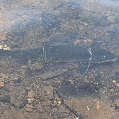 Longnose sucker in water