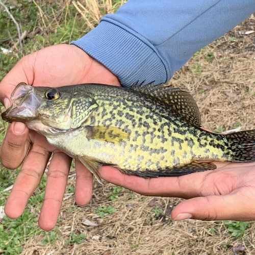 Black crappie in hands