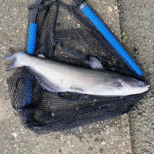 Blue catfish in net