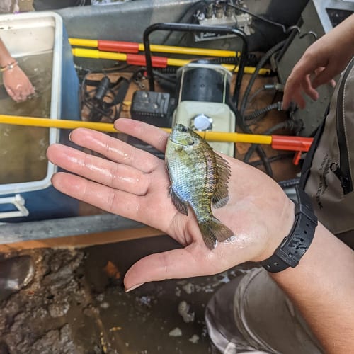 Bluegill in hand