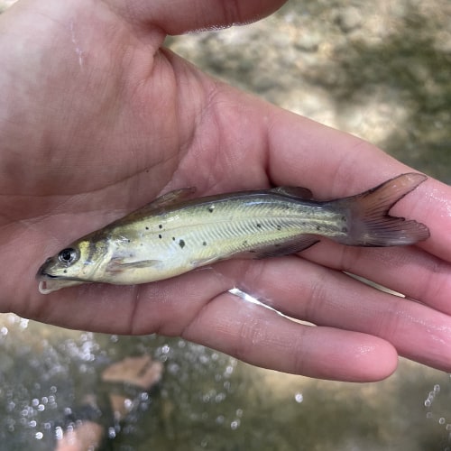 Channel catfish in hand