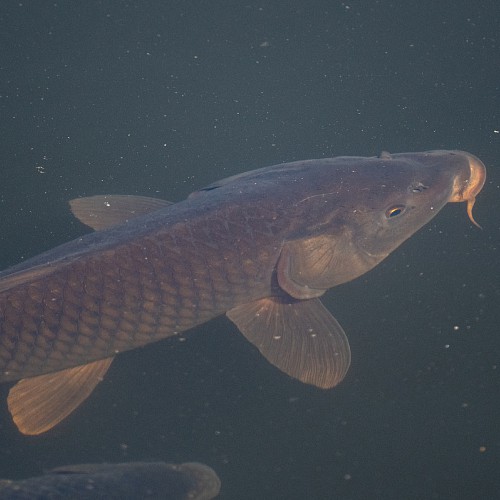 Common carp underwater