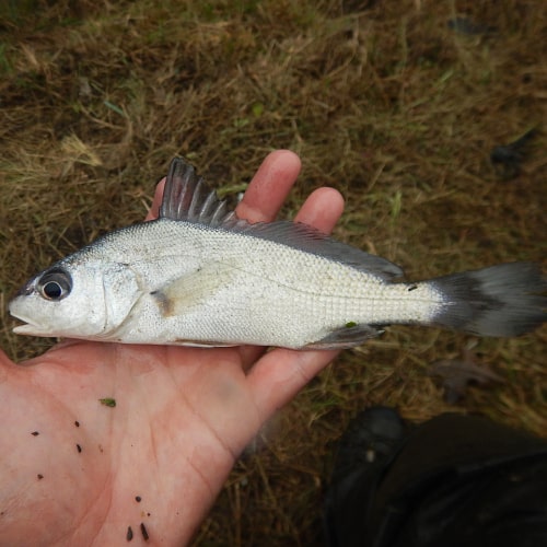 Freshwater drum in hand