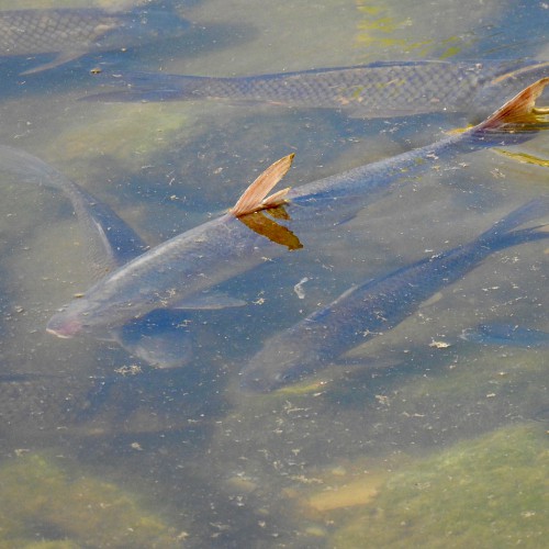 American gizzard shad