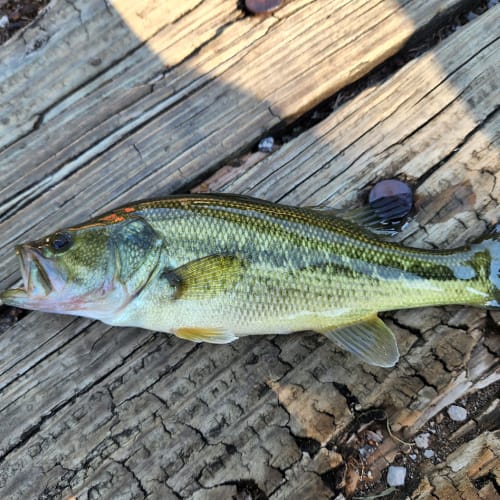 Largemouth bass
