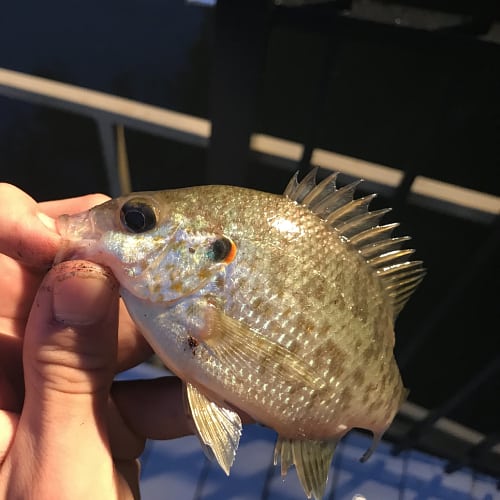 Redear sunfish