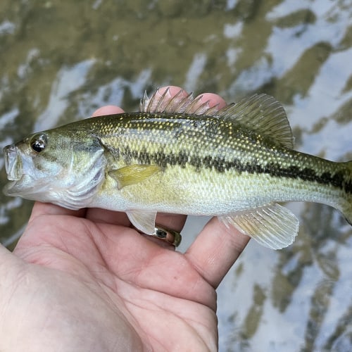 Spotted bass in hand