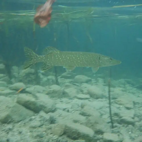 Northern pike underwater