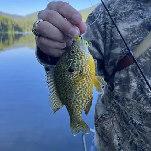 Pumpkinseed