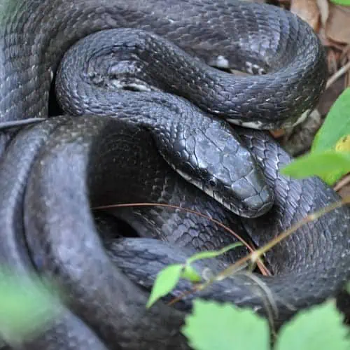 Black rat snake in backyard