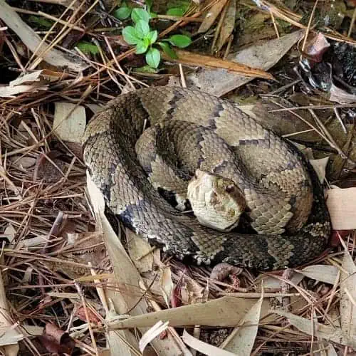 Northern cottonmouth