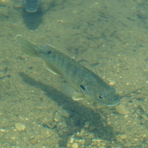 Green sunfish underwater