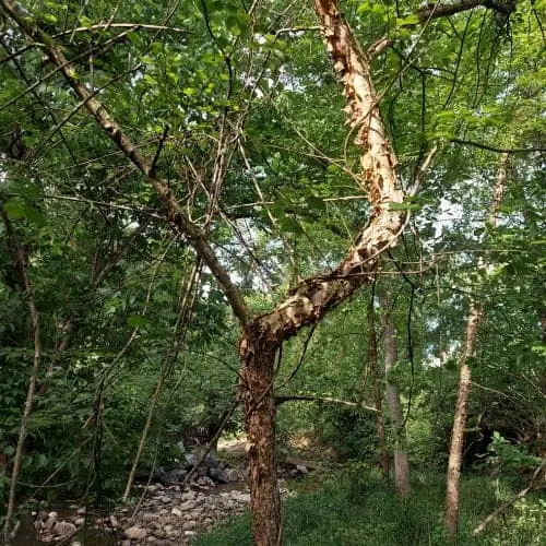 River birch in forest