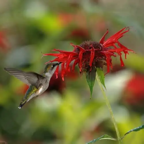 Hummingbird sipping nectar from crimson beebalm