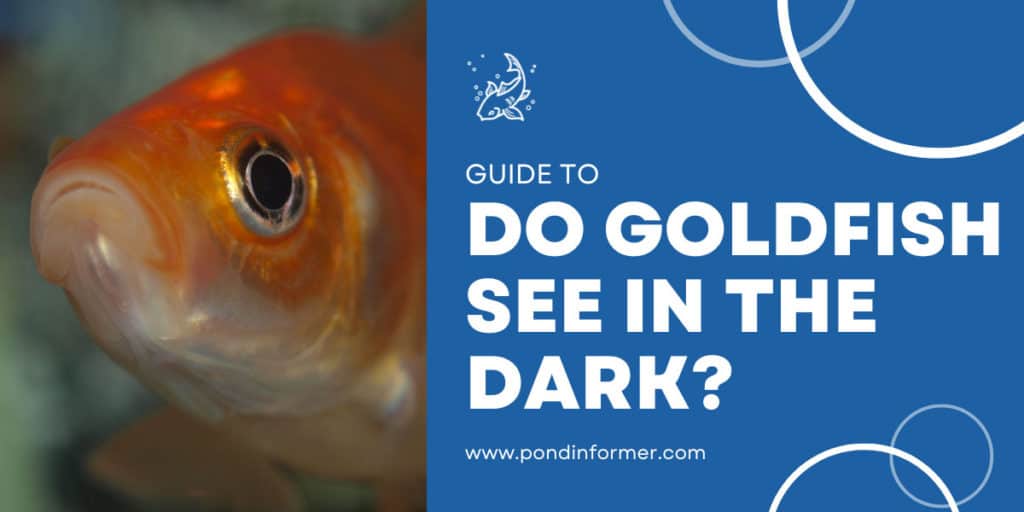 Can Goldfish See in the Dark? [Science & Facts] - Pond Informer