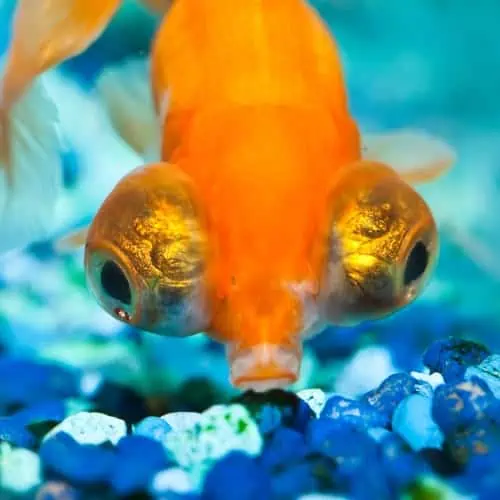 Goldfish eating pellet