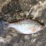 Freshwater Fish Species in Georgia 2023 (ID + Pics) - Pond Informer