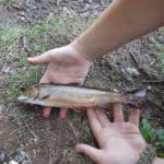 Freshwater Fish Species in Georgia 2023 (ID + Pics) - Pond Informer
