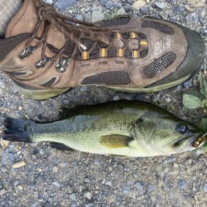 Freshwater Fish Species in Georgia 2023 (ID + Pics) - Pond Informer